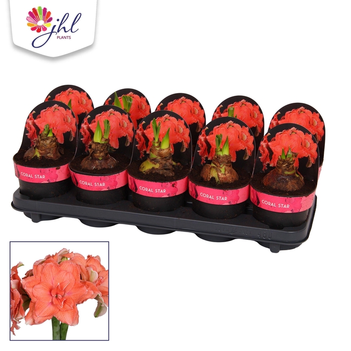 <h4>Amaryllis Coral Star</h4>