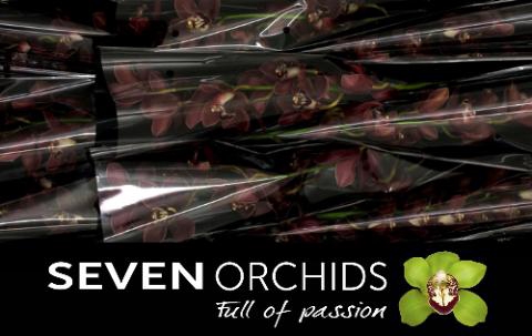 <h4>CYMB T PRIWINE</h4>