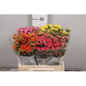 Kalanchoe Gemengd 3 Kleuren