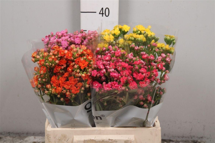 <h4>Kalanchoe Gemengd 3 Kleuren</h4>