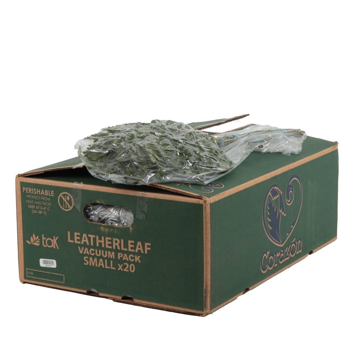 <h4>Lederv. Small Vacuum</h4>