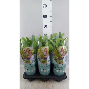 Phlebodium aureum 'Blue Star'