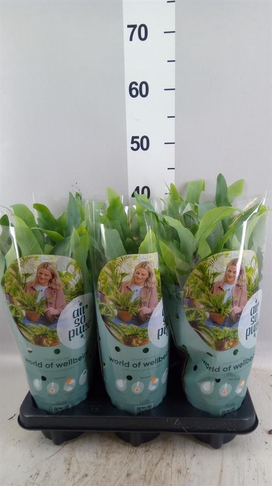 <h4>Phlebodium aureum 'Blue Star'</h4>