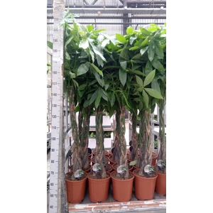 Pachira aquatica