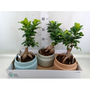 Ficus microcarpa 'Ginseng'