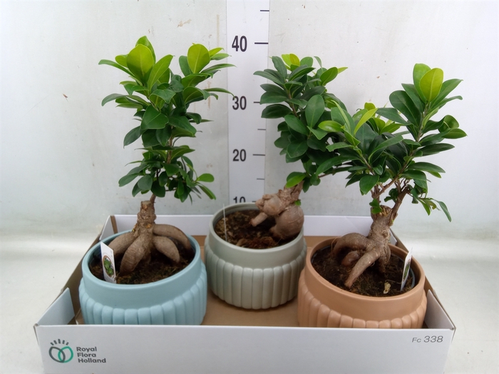 <h4>Ficus microcarpa 'Ginseng'</h4>