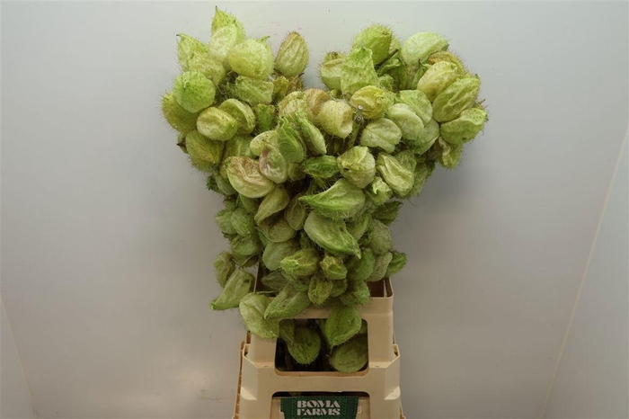 <h4>GOM FR MOBY DICK</h4>