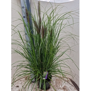 PENNI ALOPECUROIDES