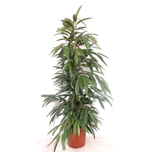 Ficus Amstel King