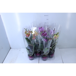 PHALAENOPSIS MINI P09 2 HT PREMIUM