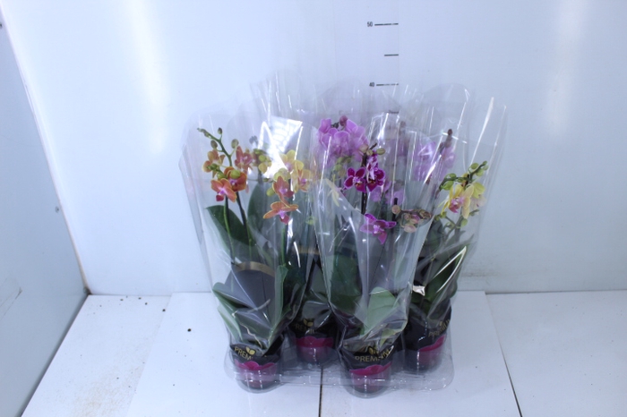 PHALAENOPSIS MINI P09 2 HT PREMIUM