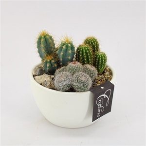 CTCR-2532 Cactus Essentials