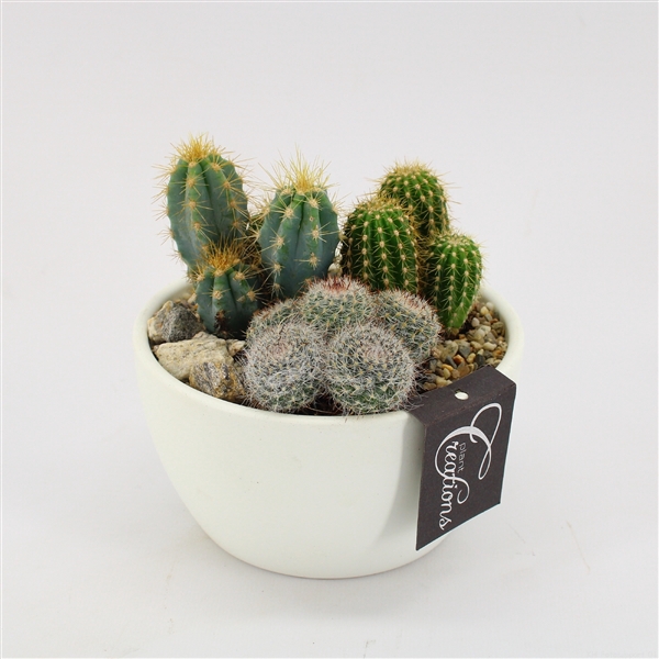 <h4>CTCR-2532 Cactus Essentials</h4>