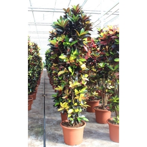 Codieaum Iceton (Croton)