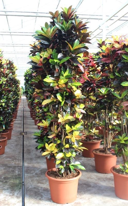 <h4>Codieaum Iceton (Croton)</h4>