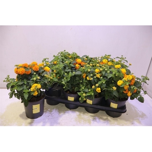 arr8 Lant C Simon Orange