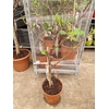 FICUS CARICA