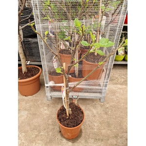 FICUS CARICA