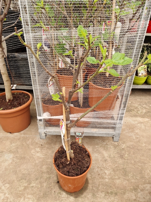 <h4>FICUS CARICA</h4>