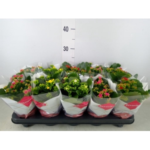 Kalanchoe blos.   ..mix 5