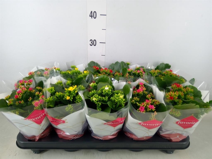 <h4>Kalanchoe blos. ..mix 5</h4>