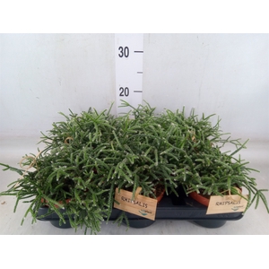 Rhipsalis pilocarpa