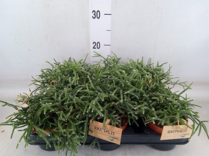 <h4>Rhipsalis pilocarpa</h4>
