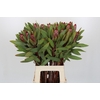 Protea Robijn