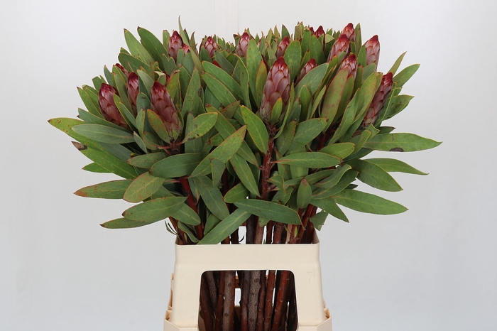 <h4>Protea Robijn</h4>