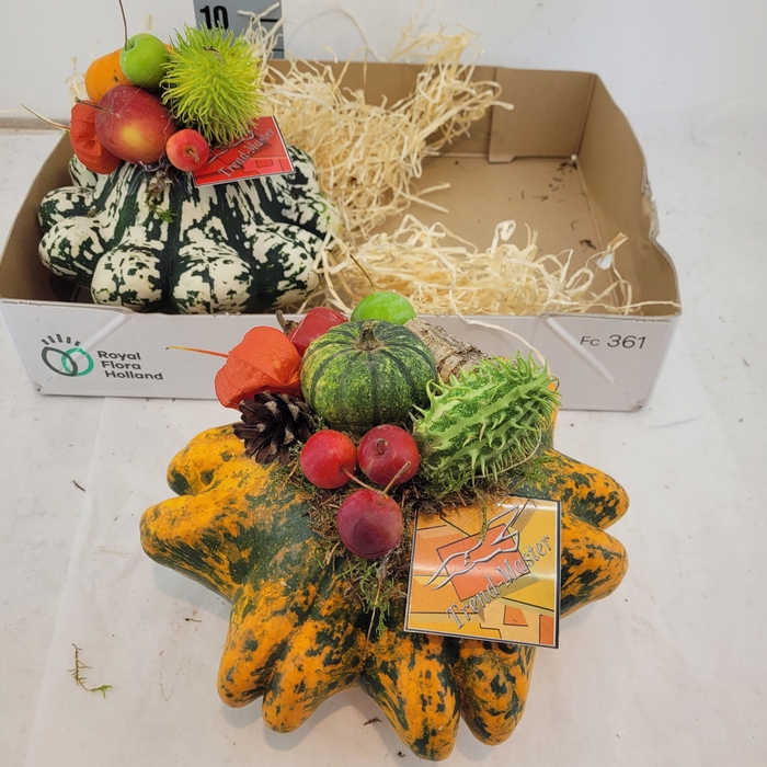 <h4>CUCURBITA OV</h4>