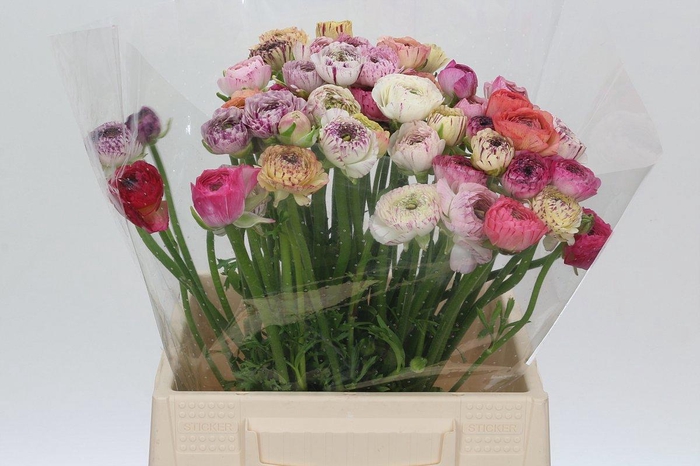 <h4>RANUNCULUS OV</h4>