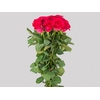 ROSA GRACE KELLY 060 CM ESTUFA