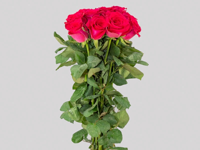 ROSA GRACE KELLY 060 CM ESTUFA