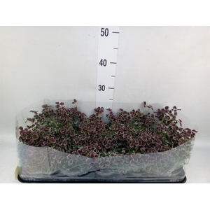 Trifolium repens 'Estelle'