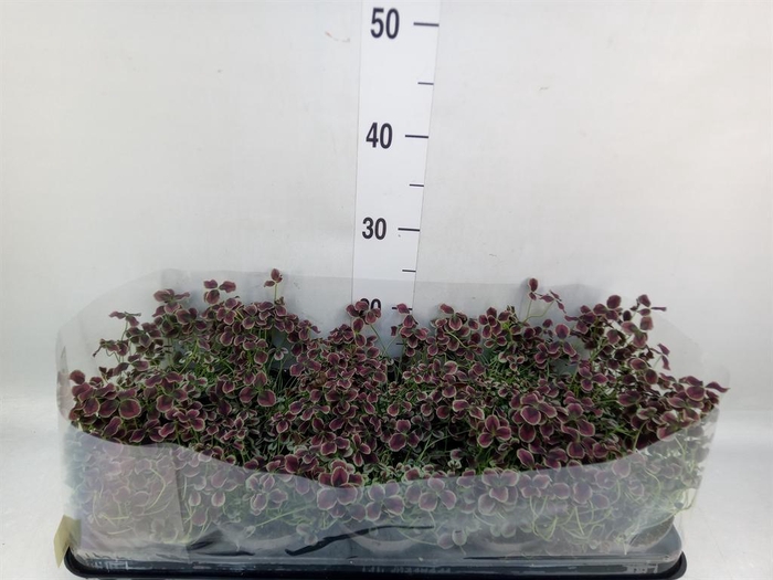 <h4>Trifolium repens 'Estelle'</h4>