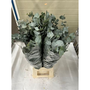 EUC. CINEREA 200 GR