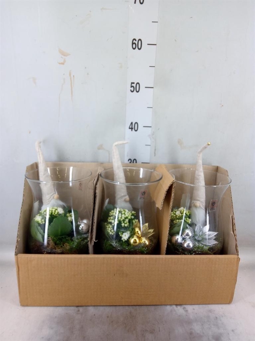 <h4>Arr.    Planten  L%</h4>