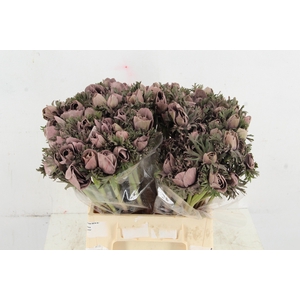 ANEMONE MISTRAL TALC GREY