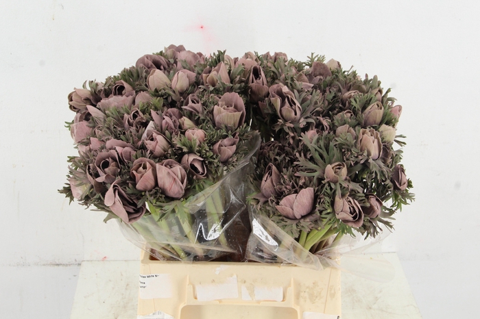 <h4>ANEMONE MISTRAL TALC GREY</h4>