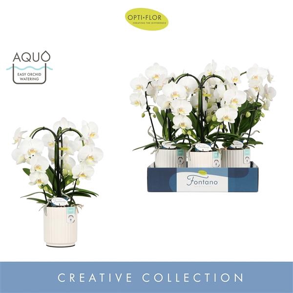 <h4>Fontano Bellagio 3 spike in Molise White Aquo</h4>