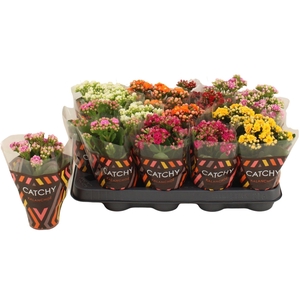 Kalanchoe Calandiva
