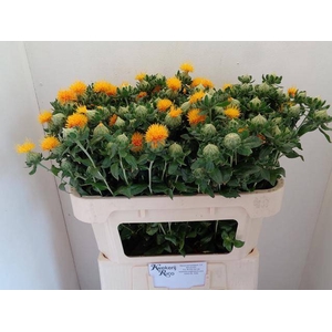 CARTH T ORANGE GRENA