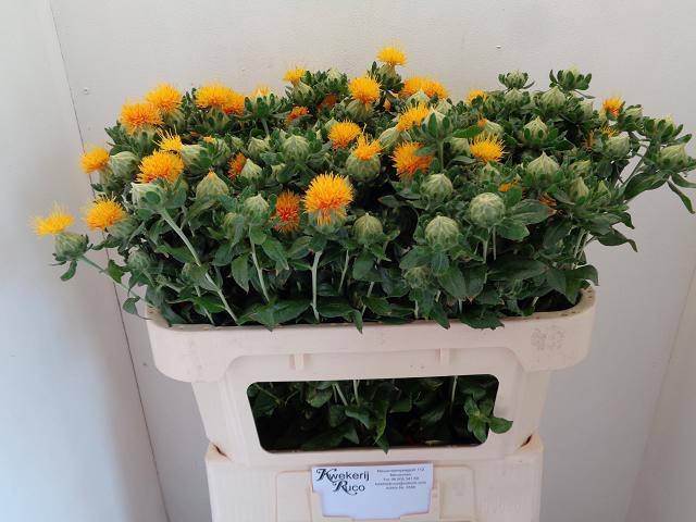 <h4>CARTH T ORANGE GRENA</h4>
