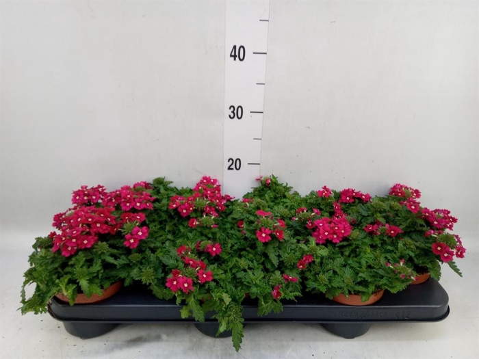 <h4>Verbena ...</h4>