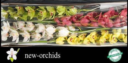 <h4>Cymb Mixed Stems</h4>