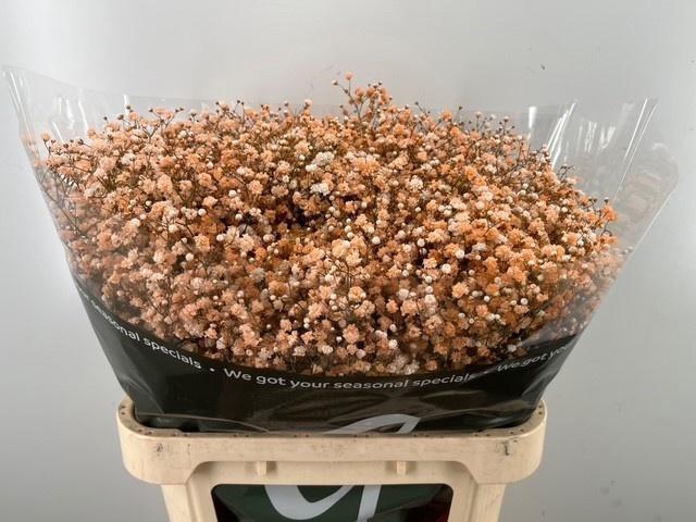 <h4>GYPS KLB H%</h4>