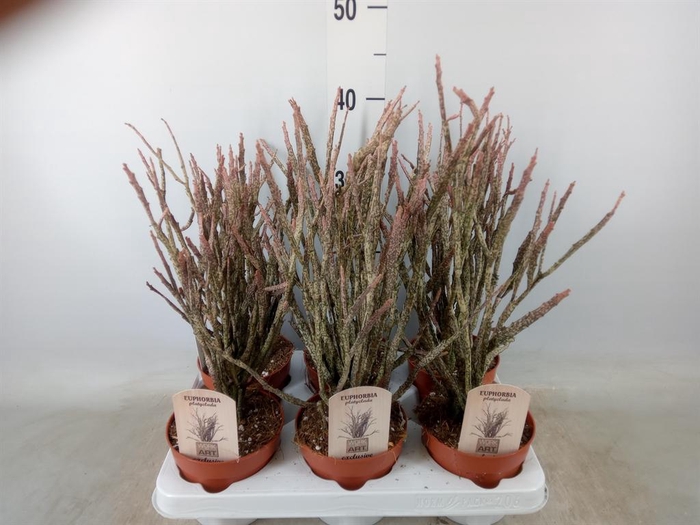 <h4>Euphorbia   ...</h4>