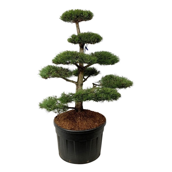 <h4>Pinus nigra nigra</h4>