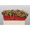 Hypericum Mellow Romance