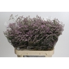 Limonium Safora Oshi Pink